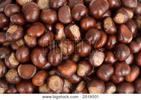 Conkers