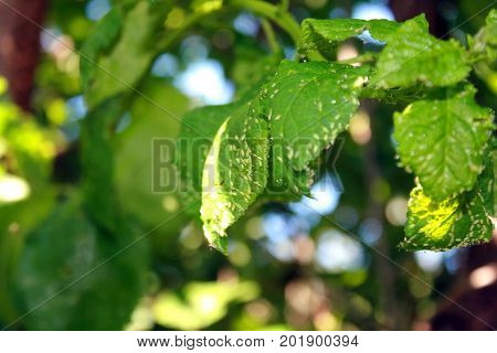 Cherry leaves affected by aphids. Insect pests on the plant.