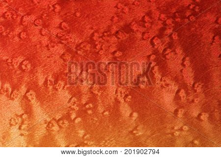 Birds eye maple texture (Sugar maple/ Acer saccharum ) . Pink amber or rose color. Prized wood for its Visual appearance. Often used on Guitars and fine furniture.Also know as figured maple.