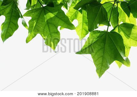 The Green leaves isolated on white background