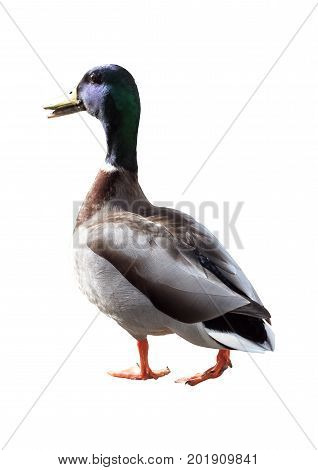 Duck is isolated. The background is white