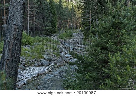 Beautiful view of coniferous forest and river Iskar in  Rila mountain, Bulgaria, Europe