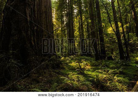 Forest of redwood trees- Muir Woods, San Francisco