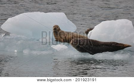 seal in Alaska looking at us while lying on ice