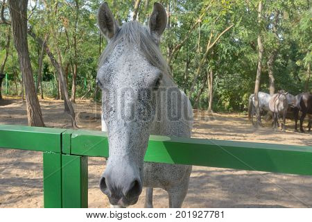 The dapple gray horse lipizzan at ranch