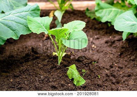 Sprouts Cabbage Kohlrabi