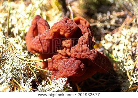 A Gyromitra Esculenta Commonly Known As A False Morel