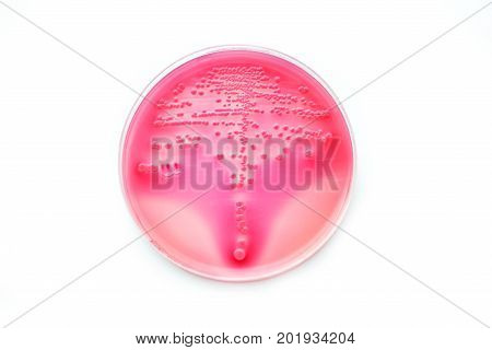 Colonies of bacteria in culture medium plate