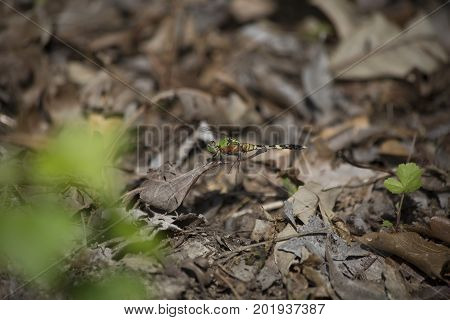 Eastern Pondhawk Dragonfly