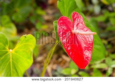 Red Anthurium Laceleaf Flower