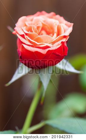 Livin' Easy Floribunda apricot orange coloured rose