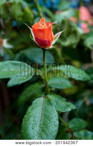 Livin' Easy Floribunda apricot orange coloured rose