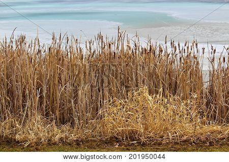 Dry reeds along a pond in spring.