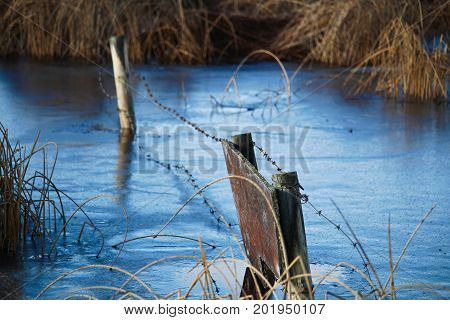 A fence frozen in ice along some rushes.