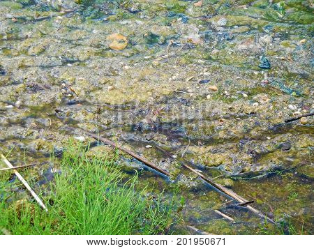 Debris and algea collecting along a lake shore.