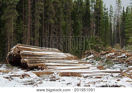 Stacks Of Cut Timber Ready To Be Hauled Out Of A Logging Area