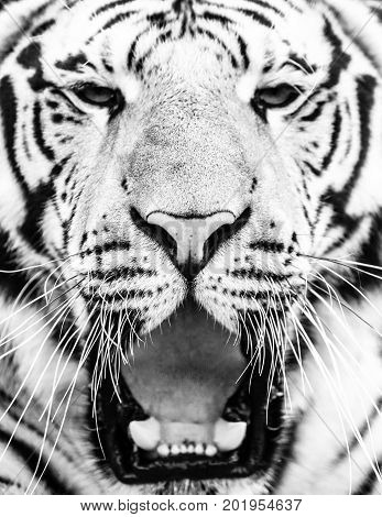 Young siberian tiger portrait with open mouth and sharp teeth. Black and white image.