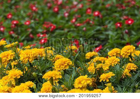 Bright yellow marigolds blooming in the flowerbed