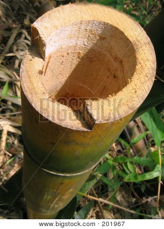 Afbrød bambus stilk