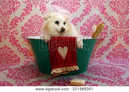 Dog Bath. A happy Pomeranian dog ready to take a bath in the tub. He is wearing a shower cap and has a scrub brush and bar of soap ready to use. Dog Bath Time.
