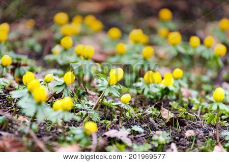 Some Winterlings in spring in thuringia germany