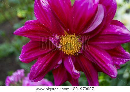 Feverfew flower, flower, garden, flowerbed, bud, plant.