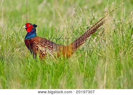 ภาพเหมือนของไก่ฟ้าสีที่ชาย (phasanius colchius)