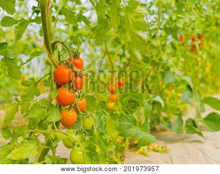 Tomato platation farm in Niseko Hokkaido Japan summer.