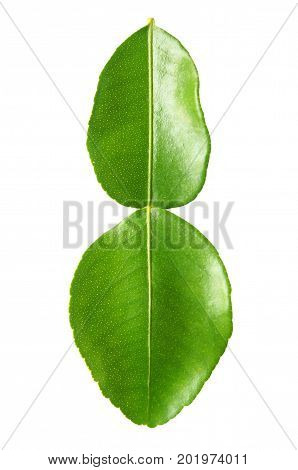 close up of kaffir lime leaves on white background