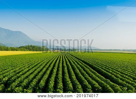 Soy bean row farm with a Tractor in Niseko Hokkaido Japan summer.