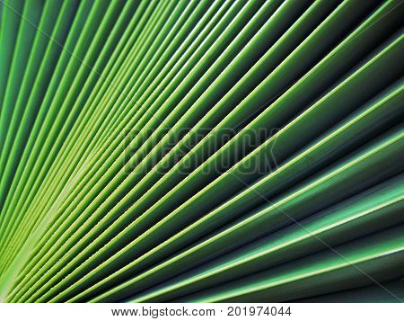 sugar palm leaf texture, abstract background .