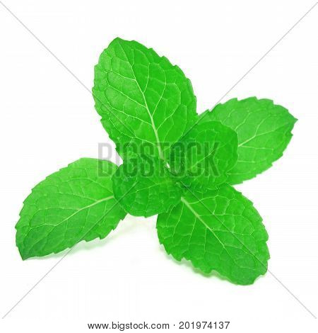 Fresh peppermint isolated on white background .