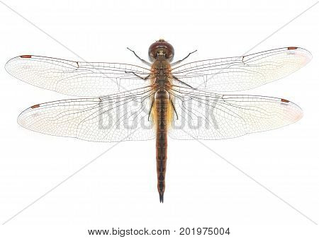 Top view of Dragonfly isolated on white background.