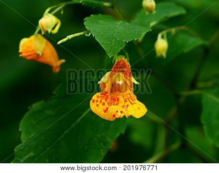 Spotted Touch Me Not Flower in Full Bloom