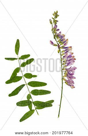 Pressed and dried flower forest peas isolated on white background. For use in scrapbooking floristry (oshibana) or herbarium.