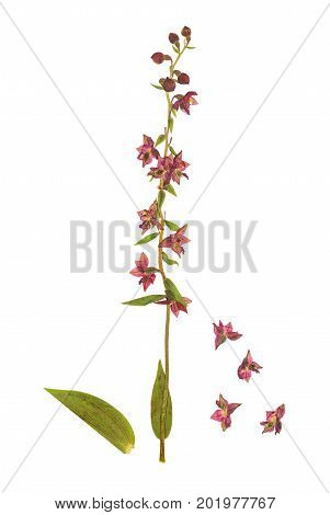 Pressed and dried flowers epipactis helleborine isolated on white background. For use in scrapbooking floristry (oshibana) or herbarium.