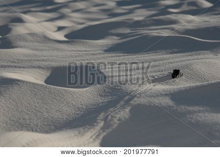 A small black beetle leaves a trail roving over giant sand dunes at White Sands National Monument.