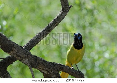 This green jay was photographed in extreme south Texas near the border of Mexico.
