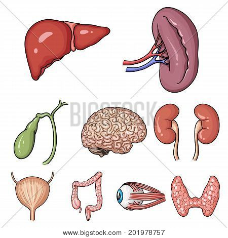 Human organs set icons in cartoon design. Big collection of human organs vector symbol stock illustration