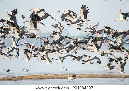 Openbill birds flying in the sky nature seriesFlock of Common Cranes in Flight