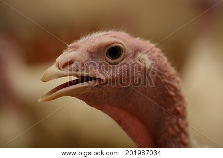 Close-up portrait Head of turkey at the farm