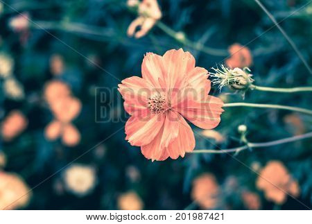 Vintage Filter, Close Up Orange Flower At Garden,natural Object