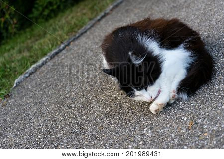 Wild Brown And White Cat Is Cleaning Himself, Outdoor Close Up.