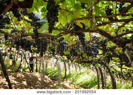 Bunches of Tinta Negra Mole grapes on pergola trellising Estreito de Camara de Lobos on Madeira. Portugal