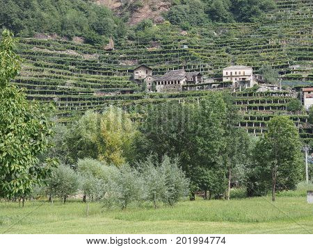 Vineyard Grapevine Plantation In Aosta Valley