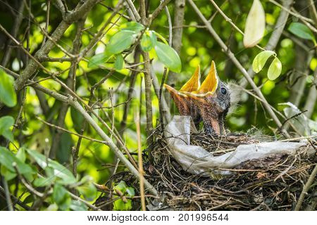 Two hatched blackbirds in a birds nest made of twigs and plastic in a hedge