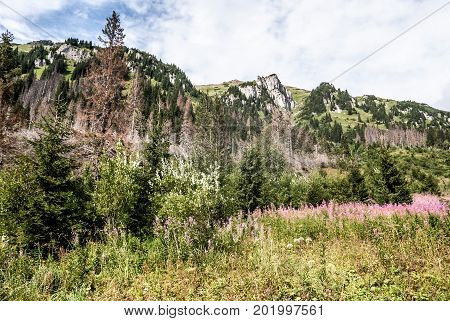 wild Ticha dolina valley in Tatras mountains in Slovakia with mountain meadow flowers trees hill with limestone rocks and blue sky with clouds