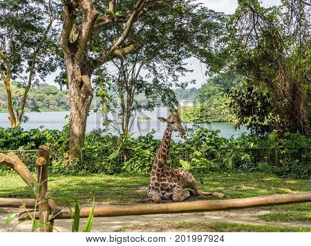 Baby giraffe sitting on the ground in the park