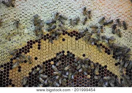 Vertical frame hive of bees drones sealed honey and brood closed