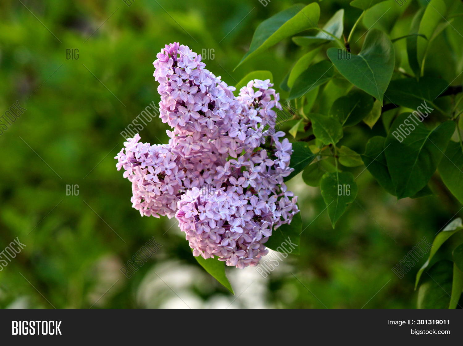 Фиолетовое лето. Сирень обыкновенная вечерний звон. Сирень гастелло. Summer lilac. Summer lilac.